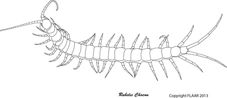 Centipedes Maya iconography and mythology