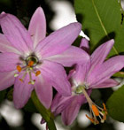 Passionflower photographed in Quiche