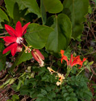 Red passionflower photographed in Quiche