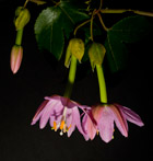 Passionflower, opened and buds, photographed in Quiche