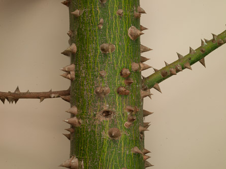 Ceiba Pentandra with spines