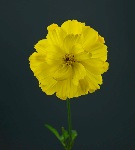 Marigold flor de muerto