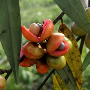 What in the world is malaquet? (Xylopia frutescens)