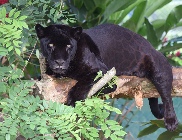 Black panthers in Guatemala?