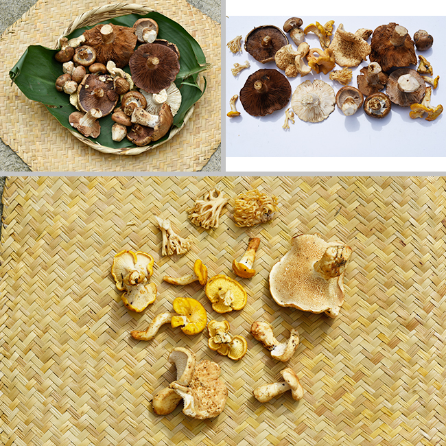 edible-Mayan-mushrooms-San-Juan-Sacatepequez-Nicholas-Hellmuth-FLAAR