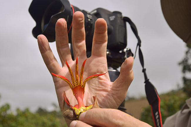 Chiranthodendron-pentadactylon-canak-manitas-acatenango-volcano-NH-Jan-2015-DSC2437