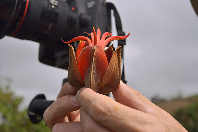 Chiranthodendron-pentadactylon-canak-manitas-acatenango-volcano-NH-Jan-2015-image-DSC2432