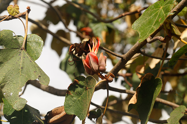 Chiranthodendron-pentadactylon-canak-manitas-acatenango-volcano-NH-Jan-2015-photograpy 3446