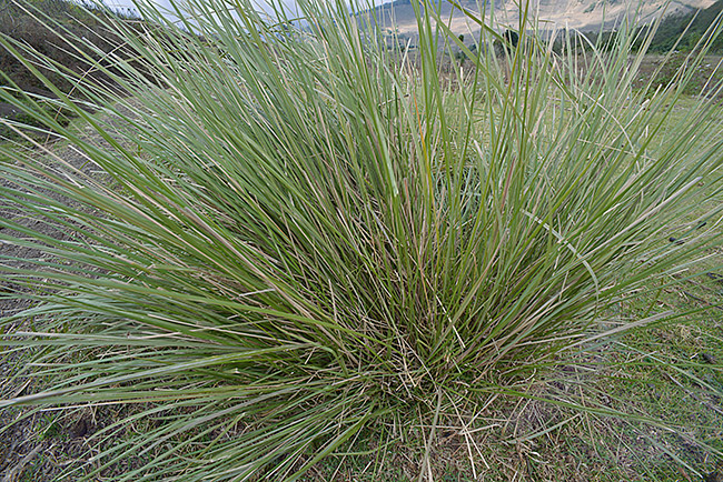 Grass-thatch-acatenango-volcano-NH-Jan-2105-DSC2452