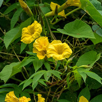 Merremia-tuberosa-yellow-flower-latex-Yaxha-Peten-Dec-23-2018